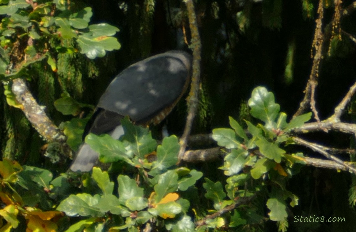 Cooper Hawk standing in a tree, face hidden behind a branch