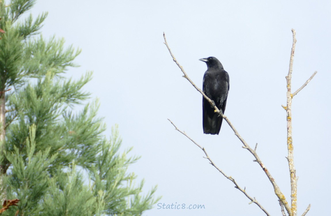 Crow standing on a winter bare branch next to a fir tree