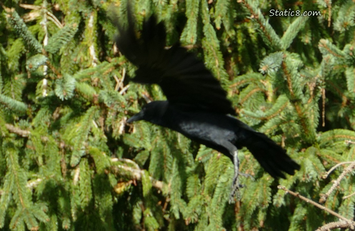 Crow flying in front of a fir tree
