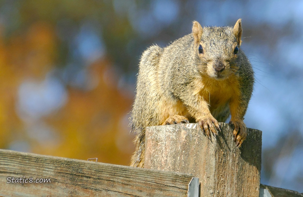Squirrel sitting on the post of a wood fence