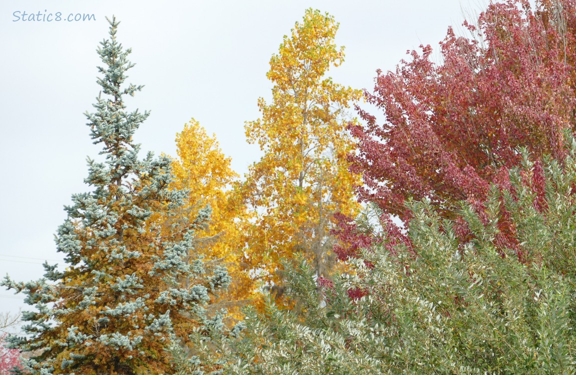 Autumn trees with a spruce