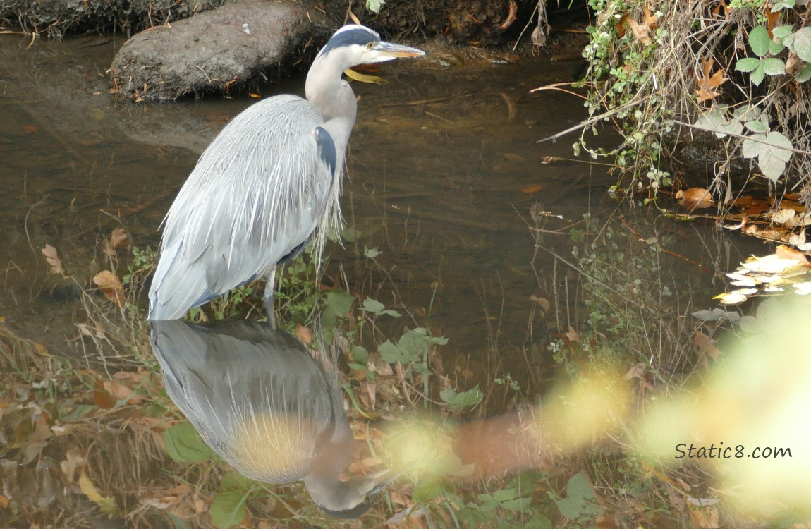 Great Blue Heron standing in shallow water, staring at the bank of the creek