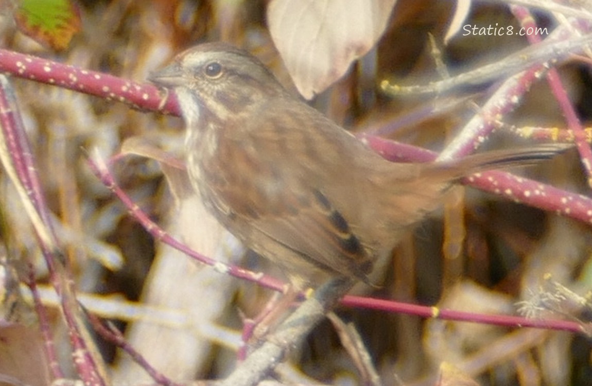 Song Sparrow standing on a twig surrounded by twigs