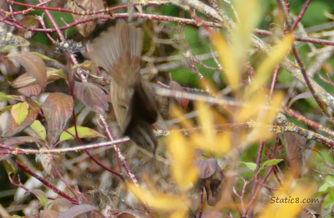 Song Sparrow takes off from their perch in the twigs