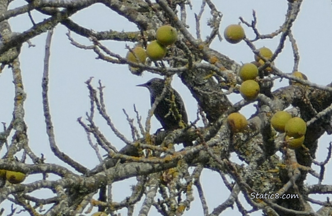 Starling standing behind branches