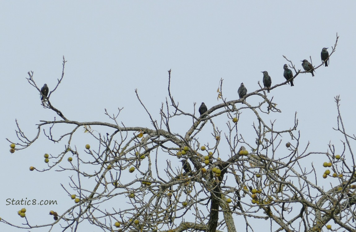 Starlings sitting in a winter bare tree