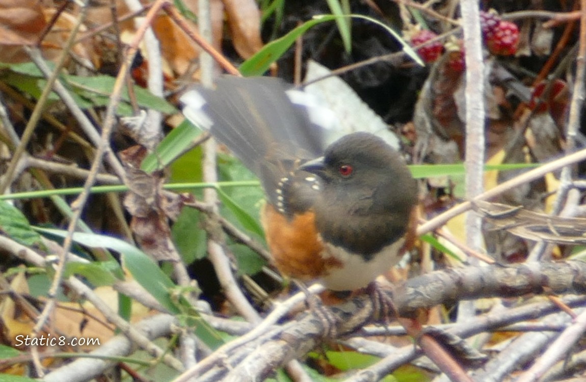 Spotted Towhee standing in a tangle of twigs