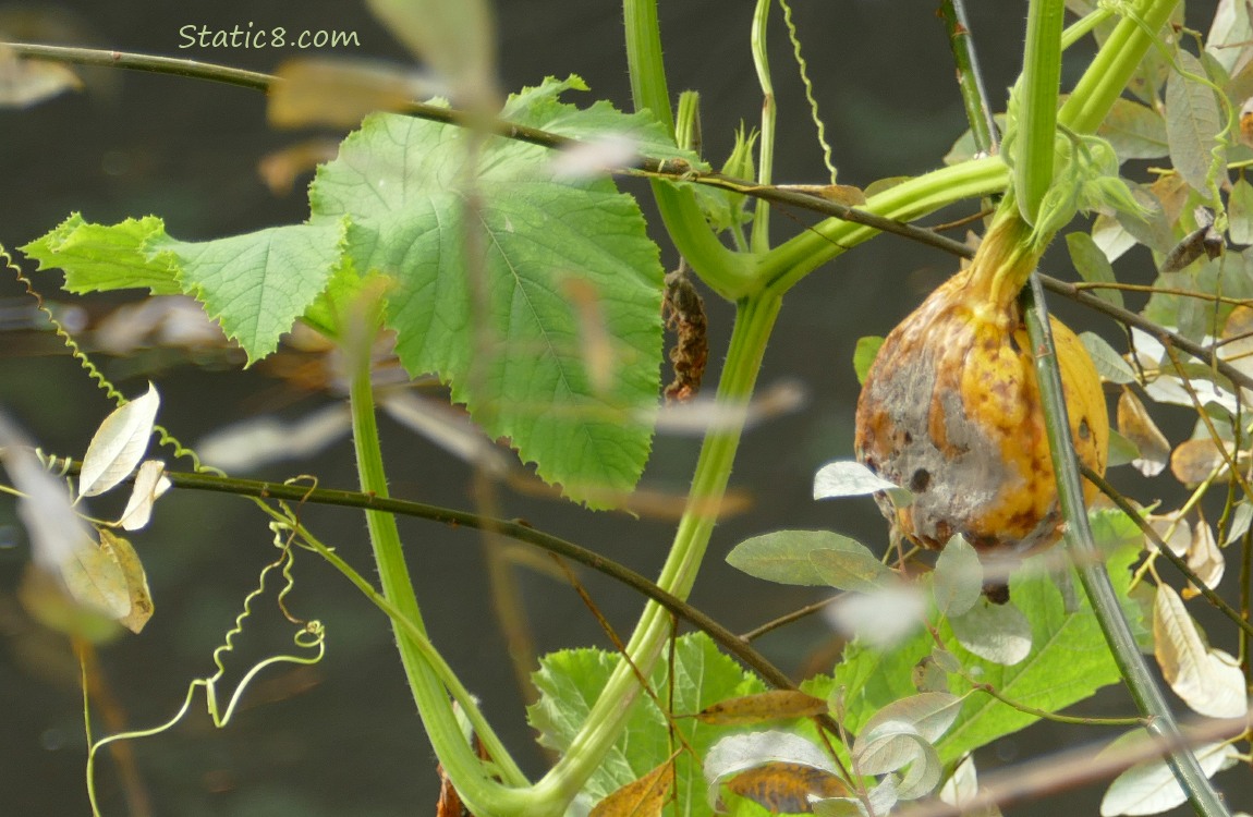 plants over the creek