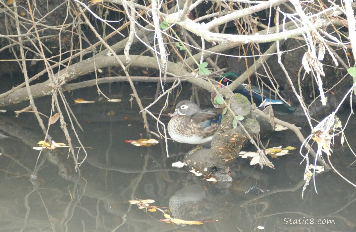 a pair of Wood Ducks in the water under vines hanging down from the bank
