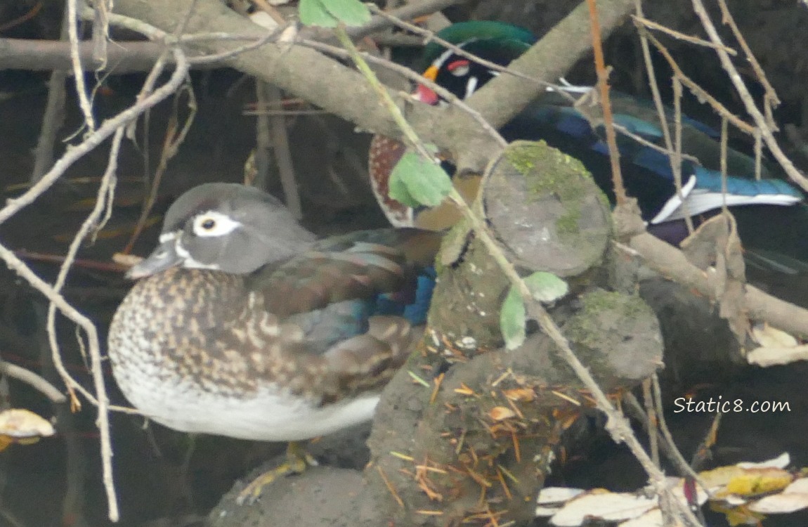 a pair of Wood Ducks in the water under vines hanging down from the bank