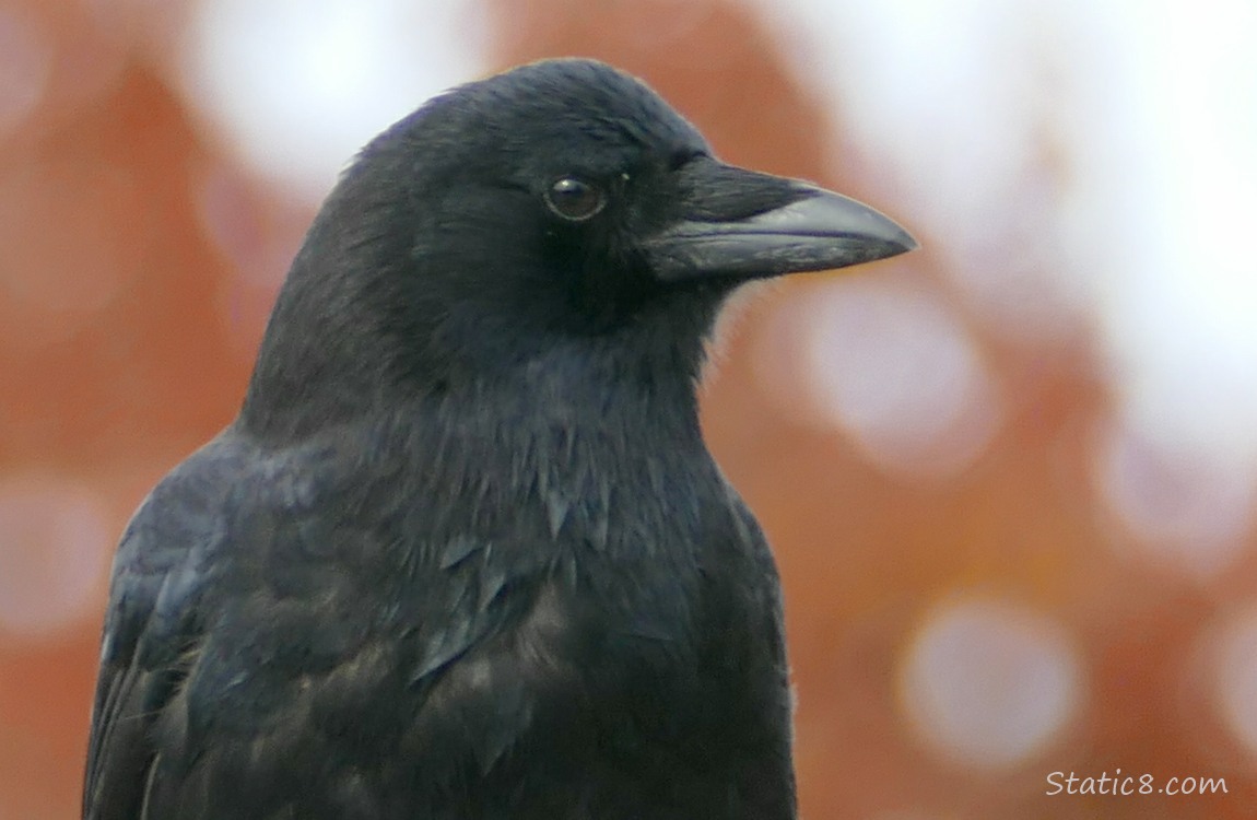 Close up of a crows face, autumn red in the background