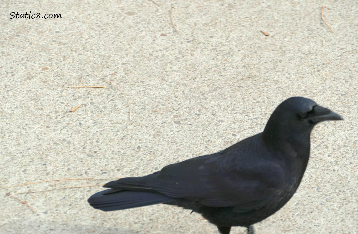 Looking down at a crow walking on the sidewalk