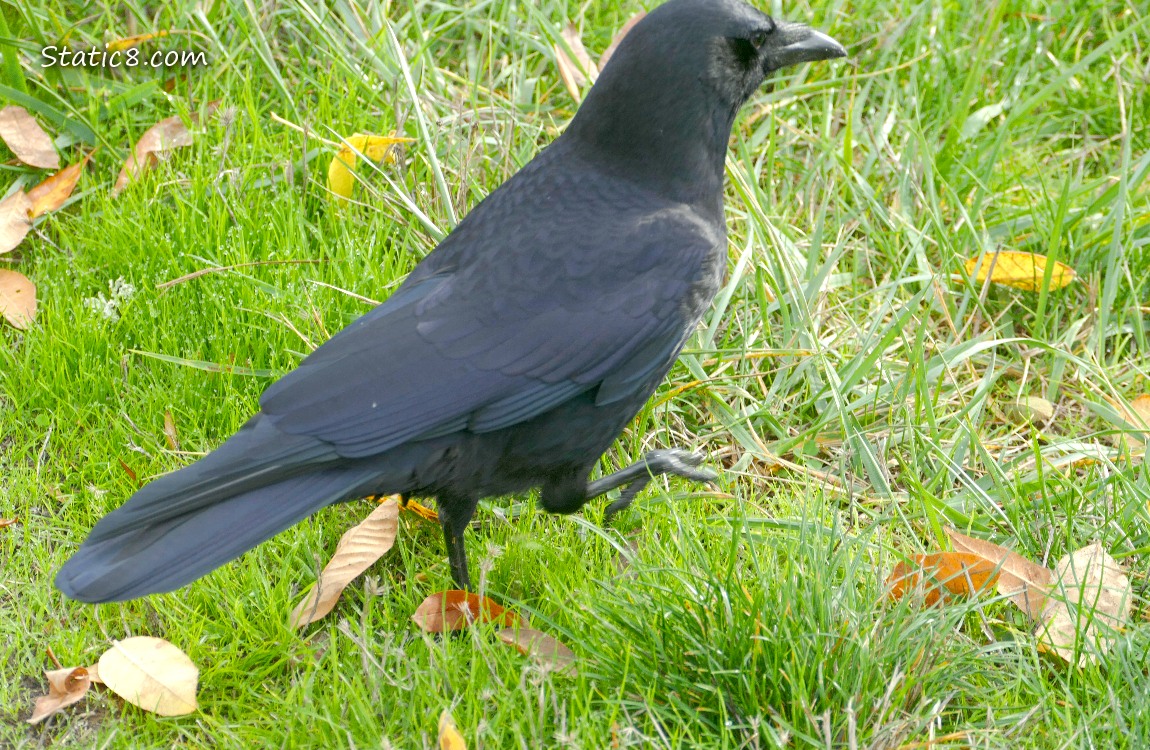 Crow walking away in the grass
