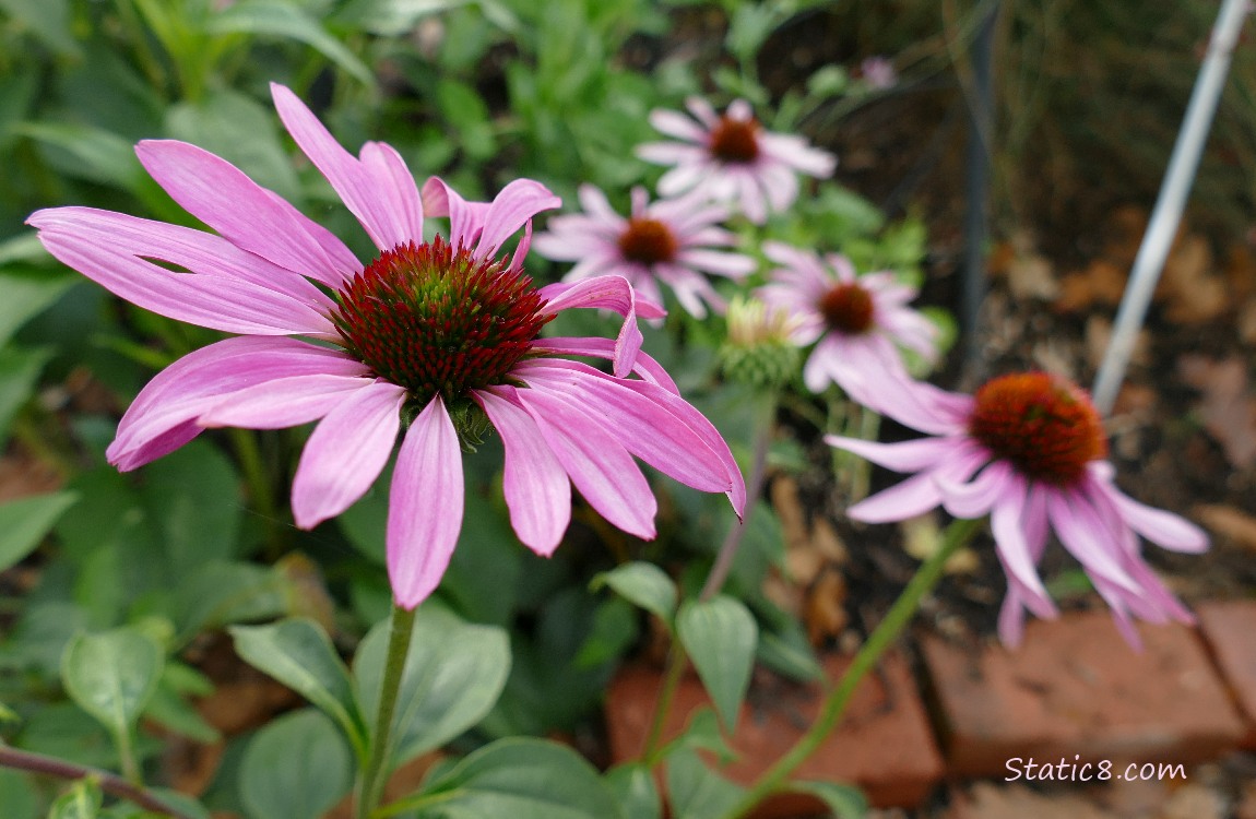 pink Echinacea blooms