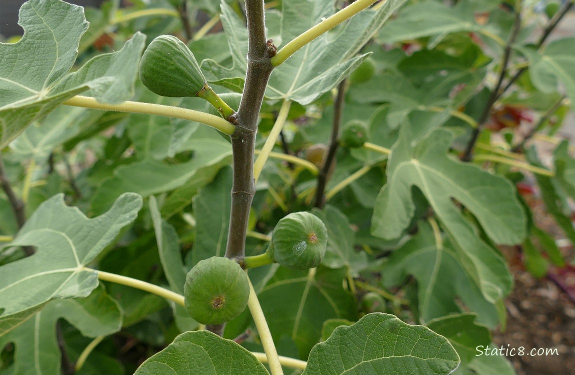 Fig bush with fruits
