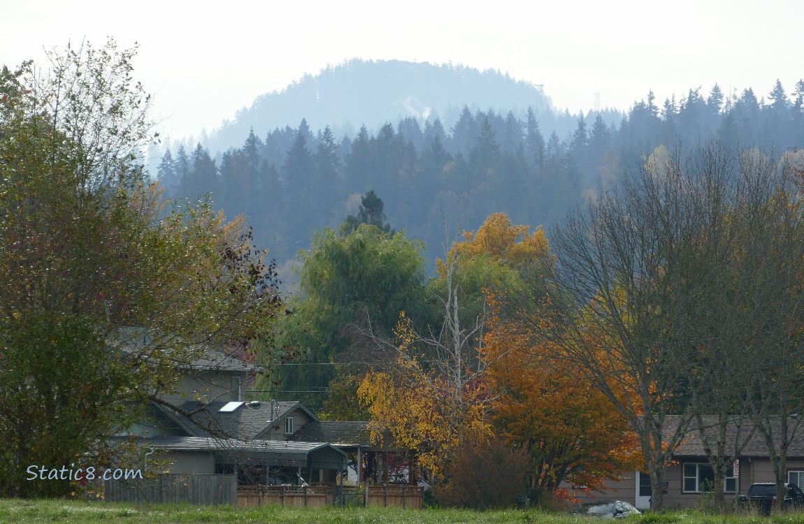 Trees and hill in the distance