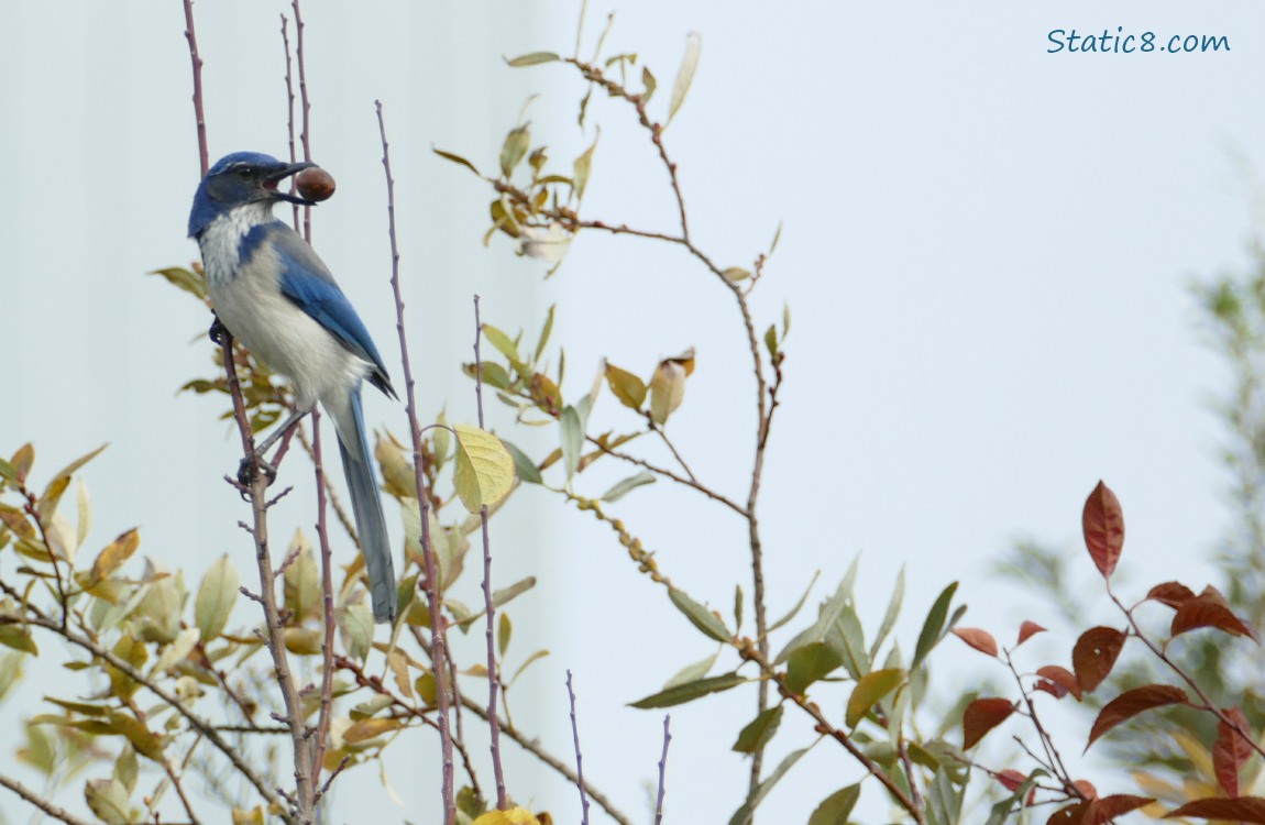 Scrub Jay standing on a twig, holding a nut in her beak
