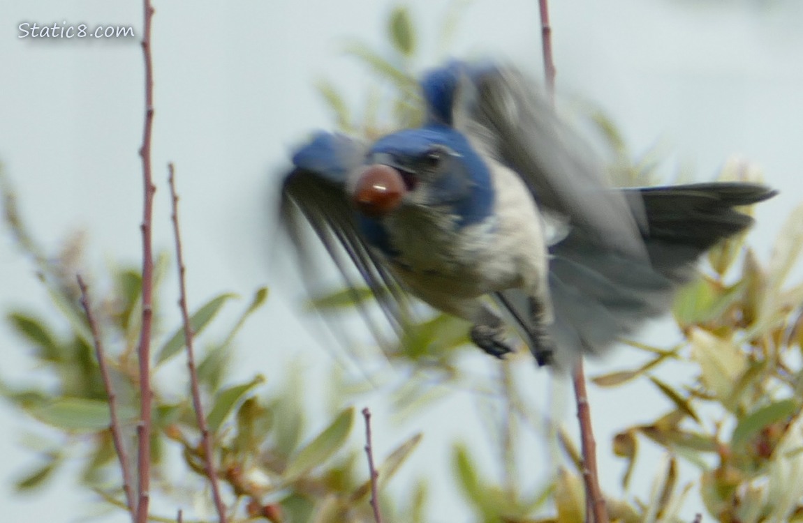 Scrub Jay flies from the tree