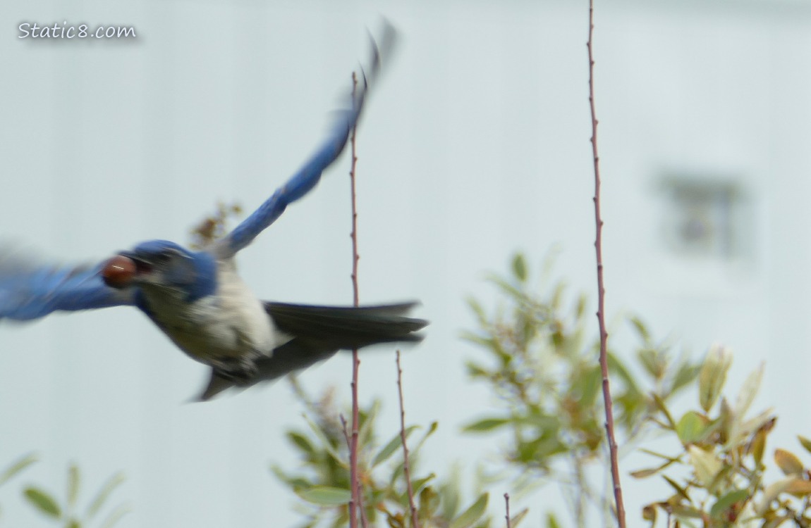 Scrub Jay flies from the tree