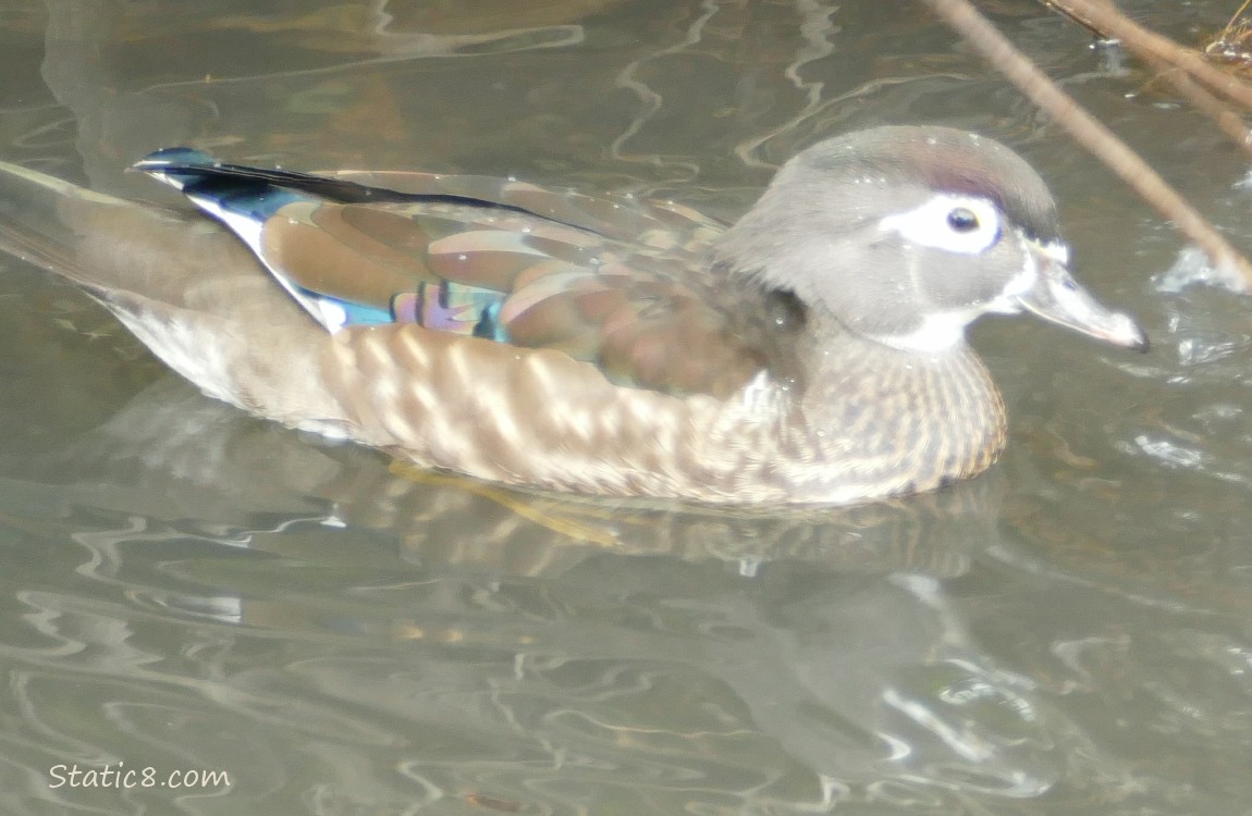 Female Wood Duck on the water
