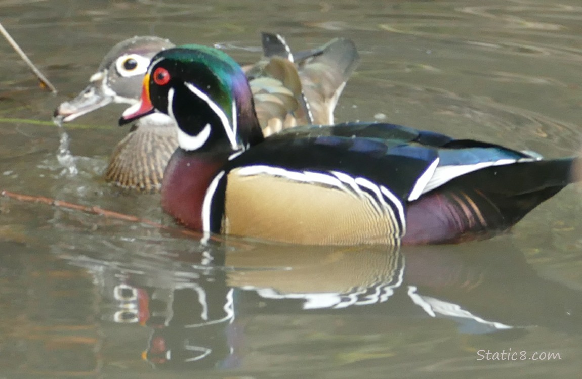 Female and male Wood Duck on the water together