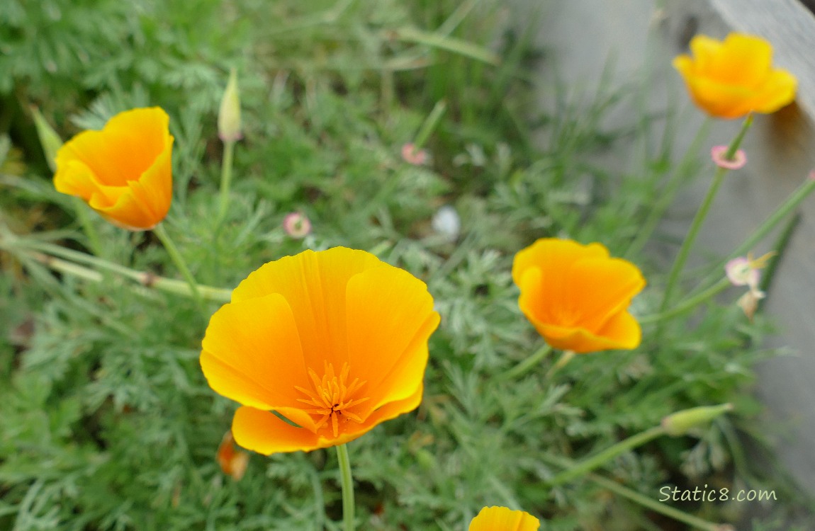 California Poppy blooms