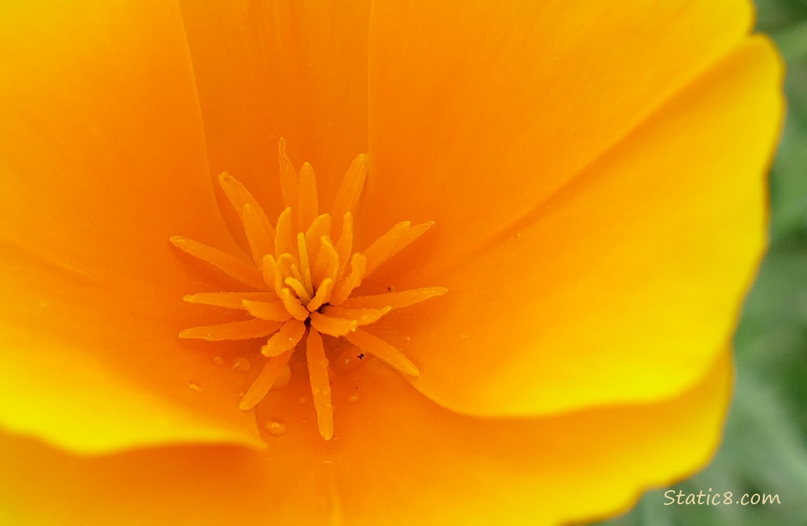 Close up of a California Poppy bloom