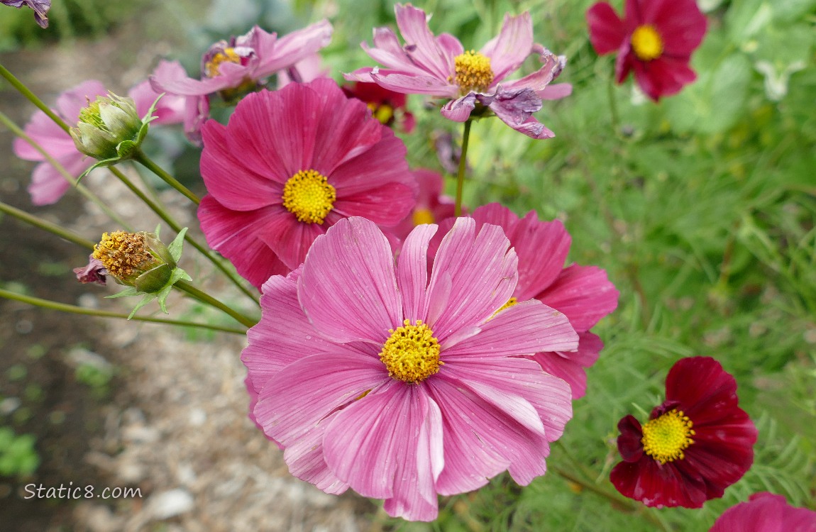 Pink Cosmos blooms