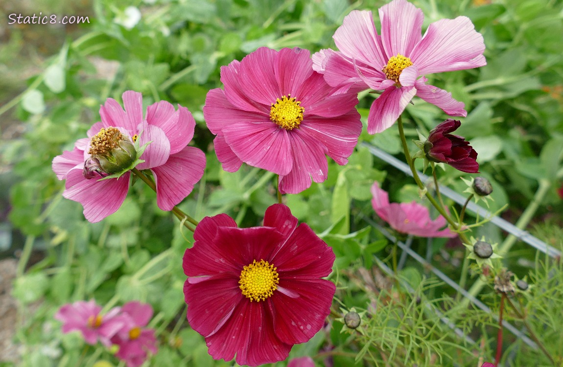 pink Cosmos blooms