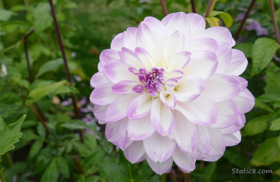 White and pink Dahlia bloom with raindrops on the petals