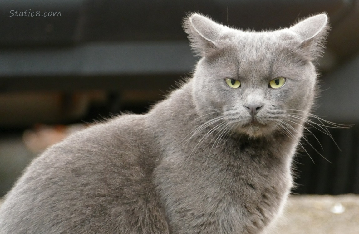 Grey Cat