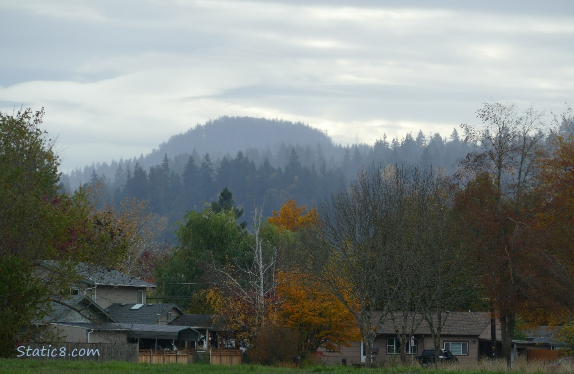Trees on the hill in the distance