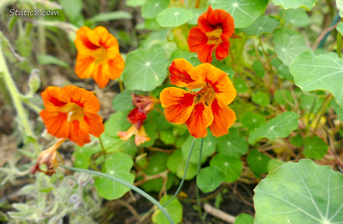 Nasturtium blooms and leaves