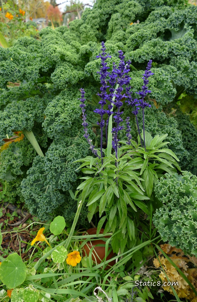 Unknown purple flower spikes