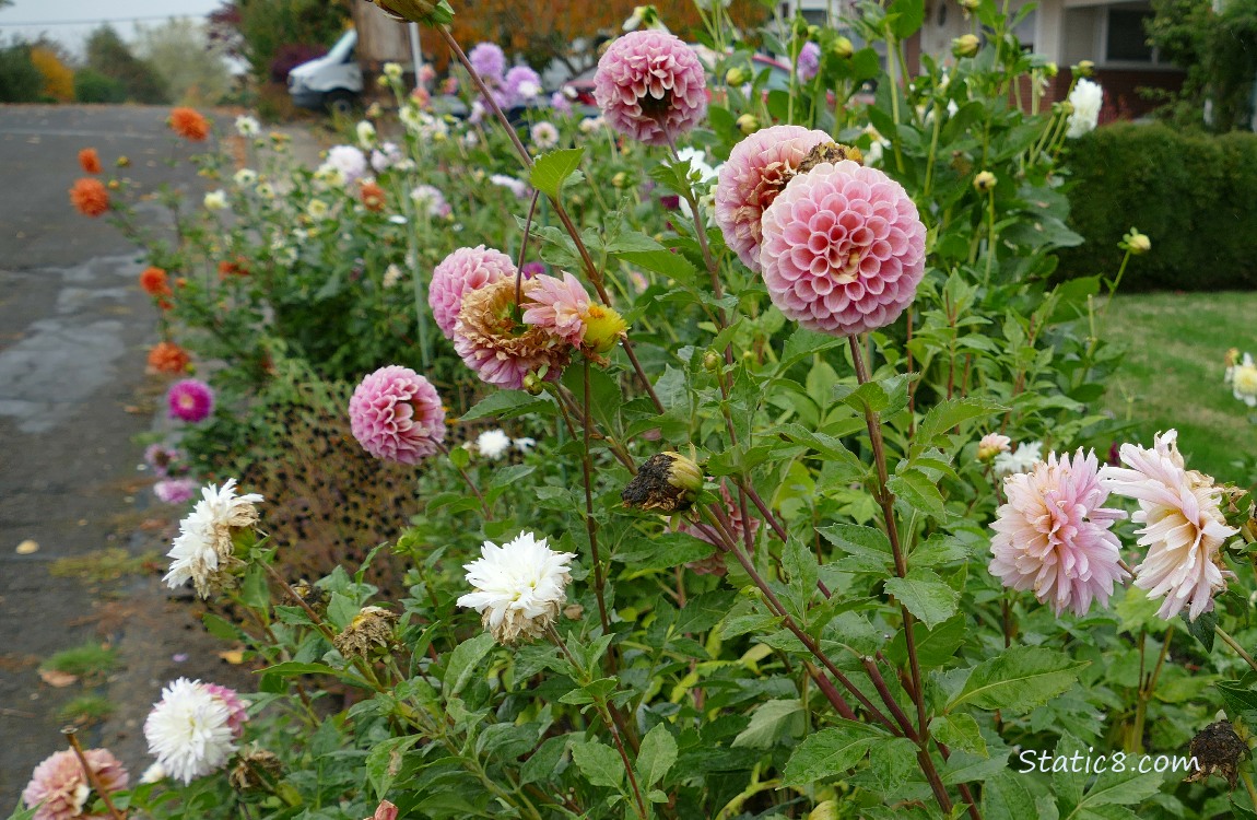 pink, orange and white Dahlia blooms next to the street