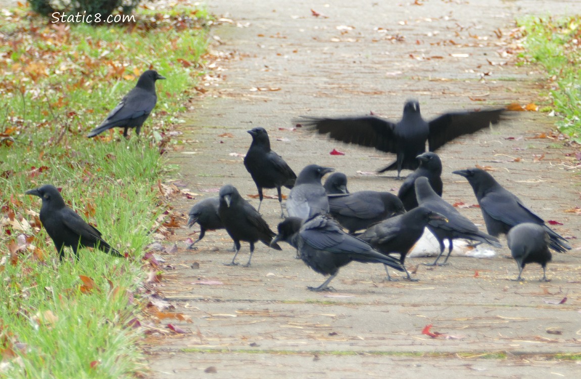 Crows standing on the sidewalk