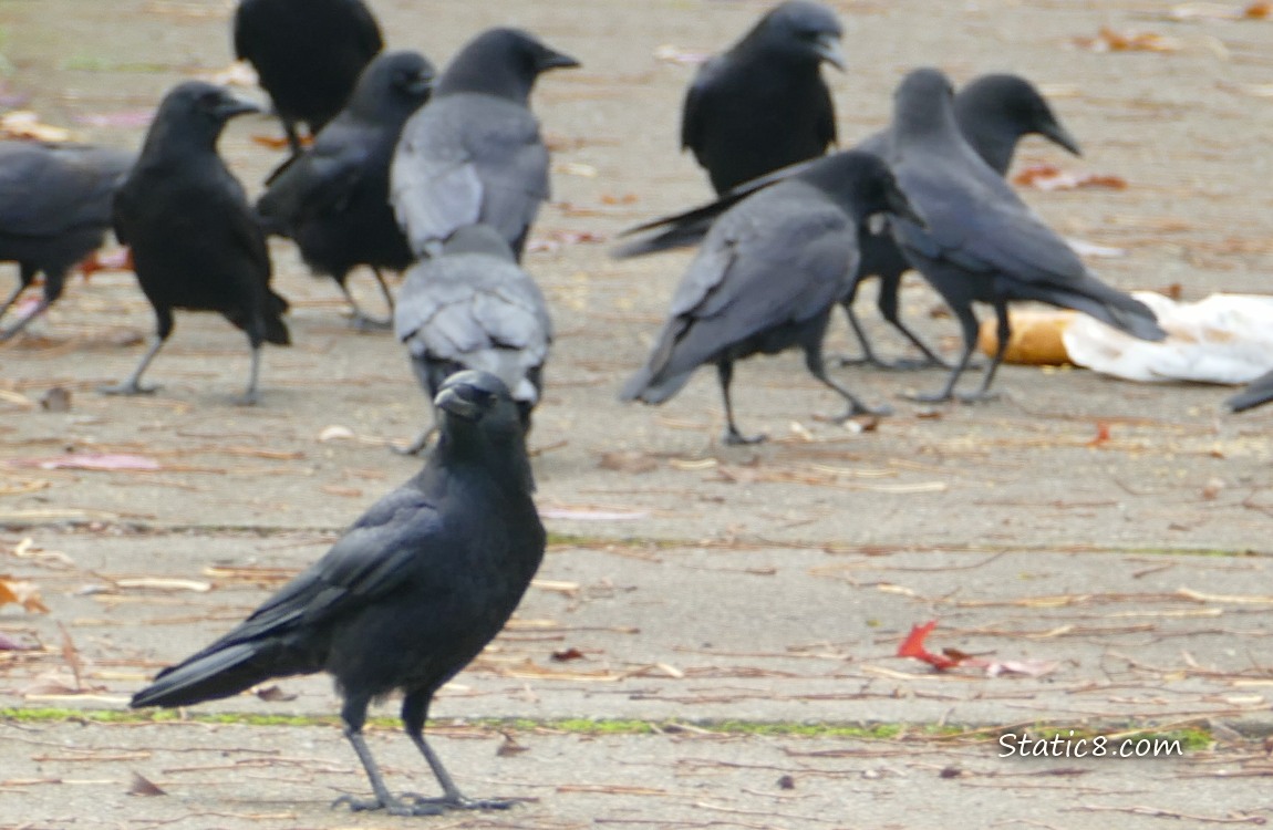Crows standing on the sidewalk to eat a dropped bagel