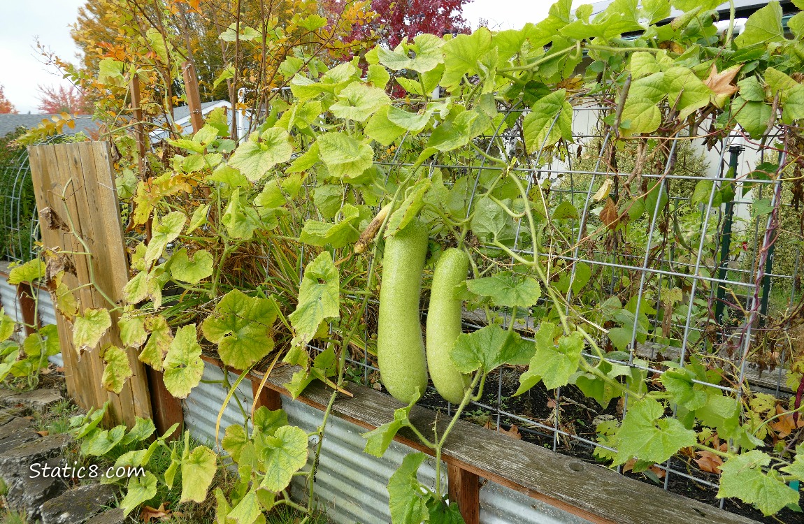 Raised garden bed with large squash fruits hanging from a trellis