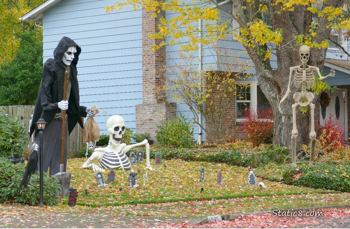 Halloween skeletons in a yard