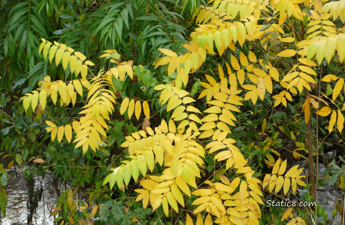 Yellow walnut leaves