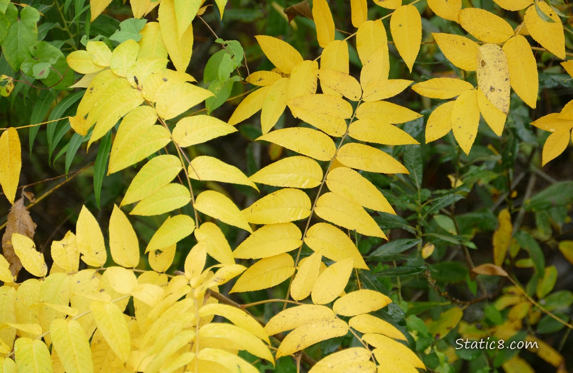 Yellow walnut leaves