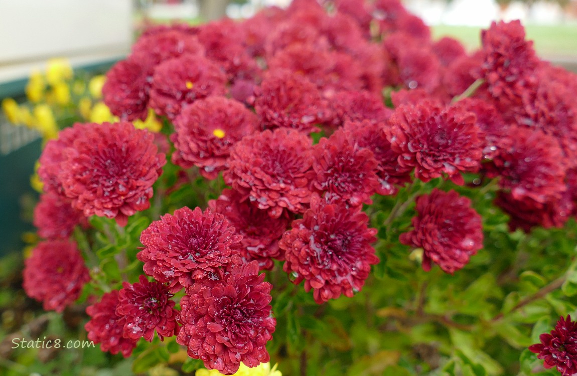 Red Chrysanthemum blooms