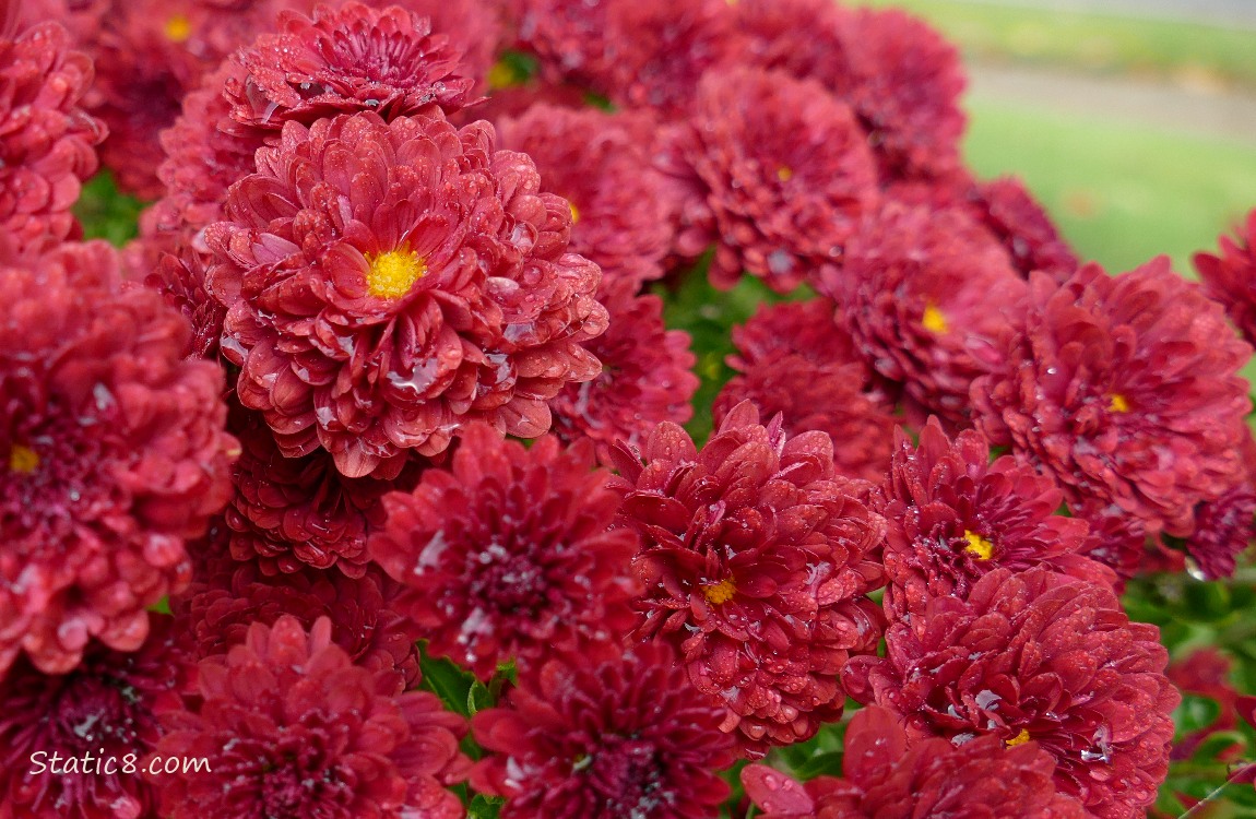 Red Chrysanthemum blooms
