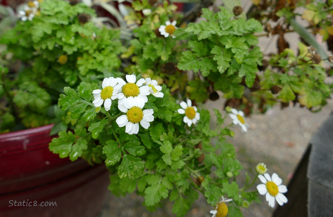Unknown white daisy like flowers