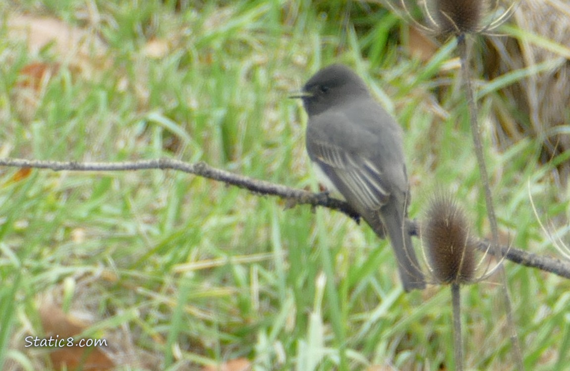 Black Phoebe standing on a twig in front of grass