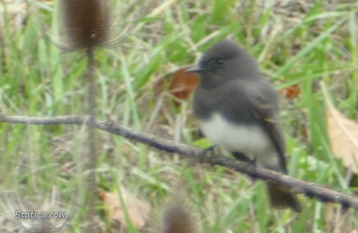 Black Phoebe standing on a twig in front of grass