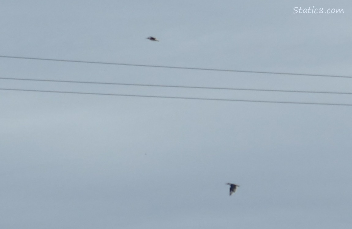 Kingfishers flying