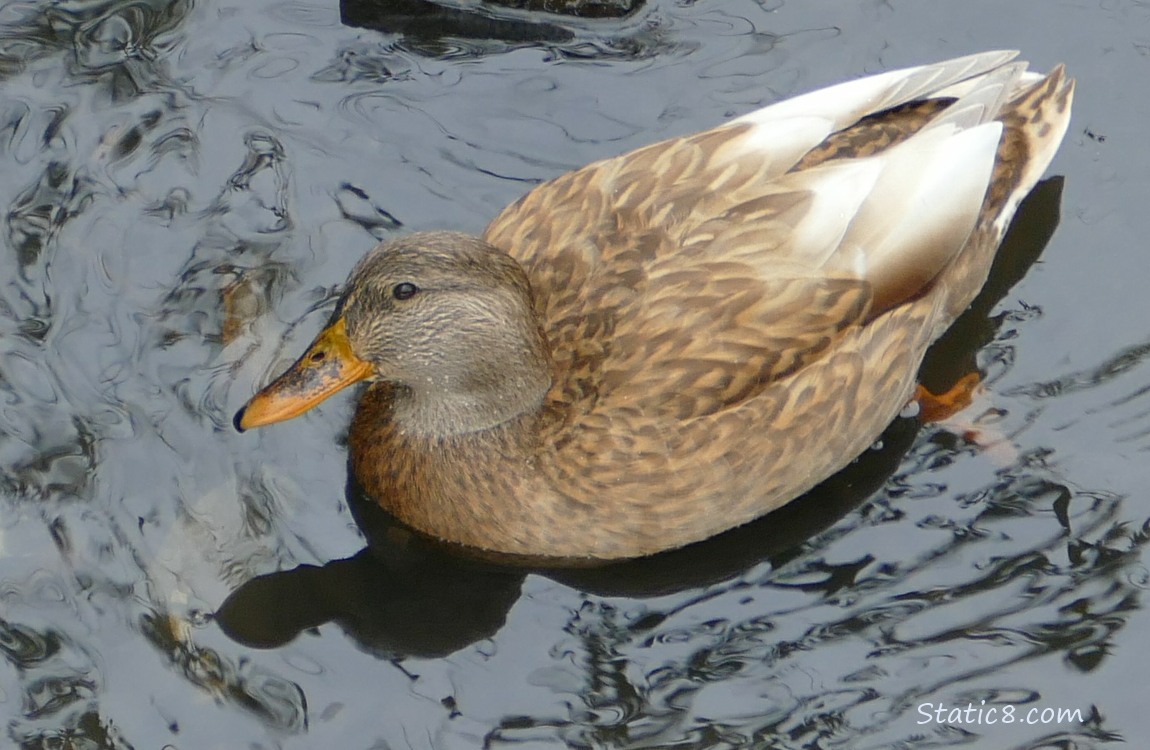 Blond Mallard with white flight feathers