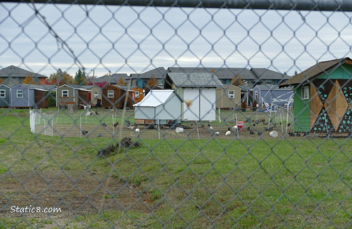 Chickens and tiny houses