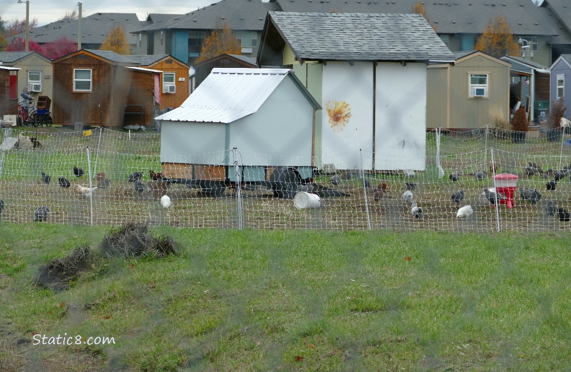 Chickens and tiny houses